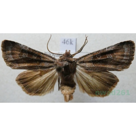 Chersotis cuprea (Denis & Schiffermüller, 1775) Slovakia46k